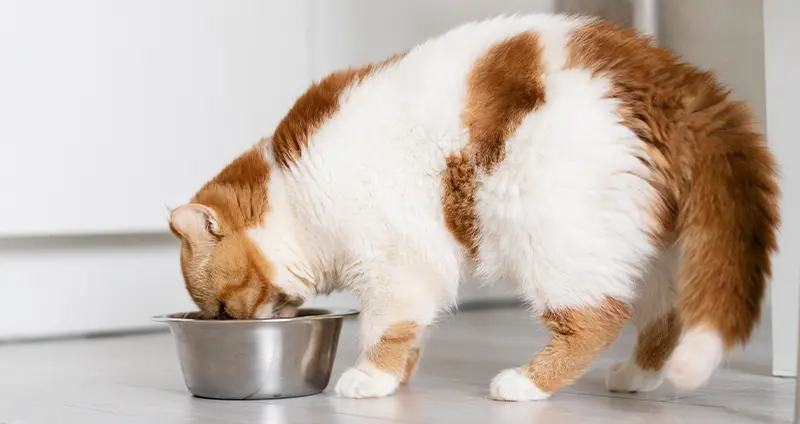 مکمل‌های غذایی گربه 