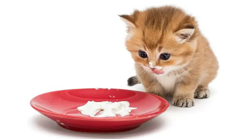 برنامه غذایی گربه